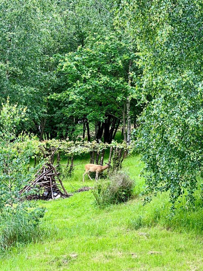 Апартаменти Zacisze Na Podzamczu Одриконь Екстер'єр фото